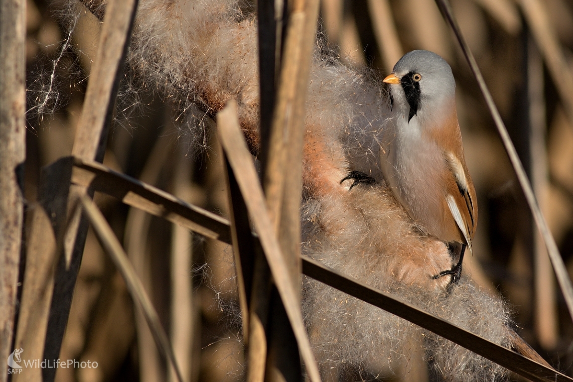Fúzatka trsťová (Maroš Detko)