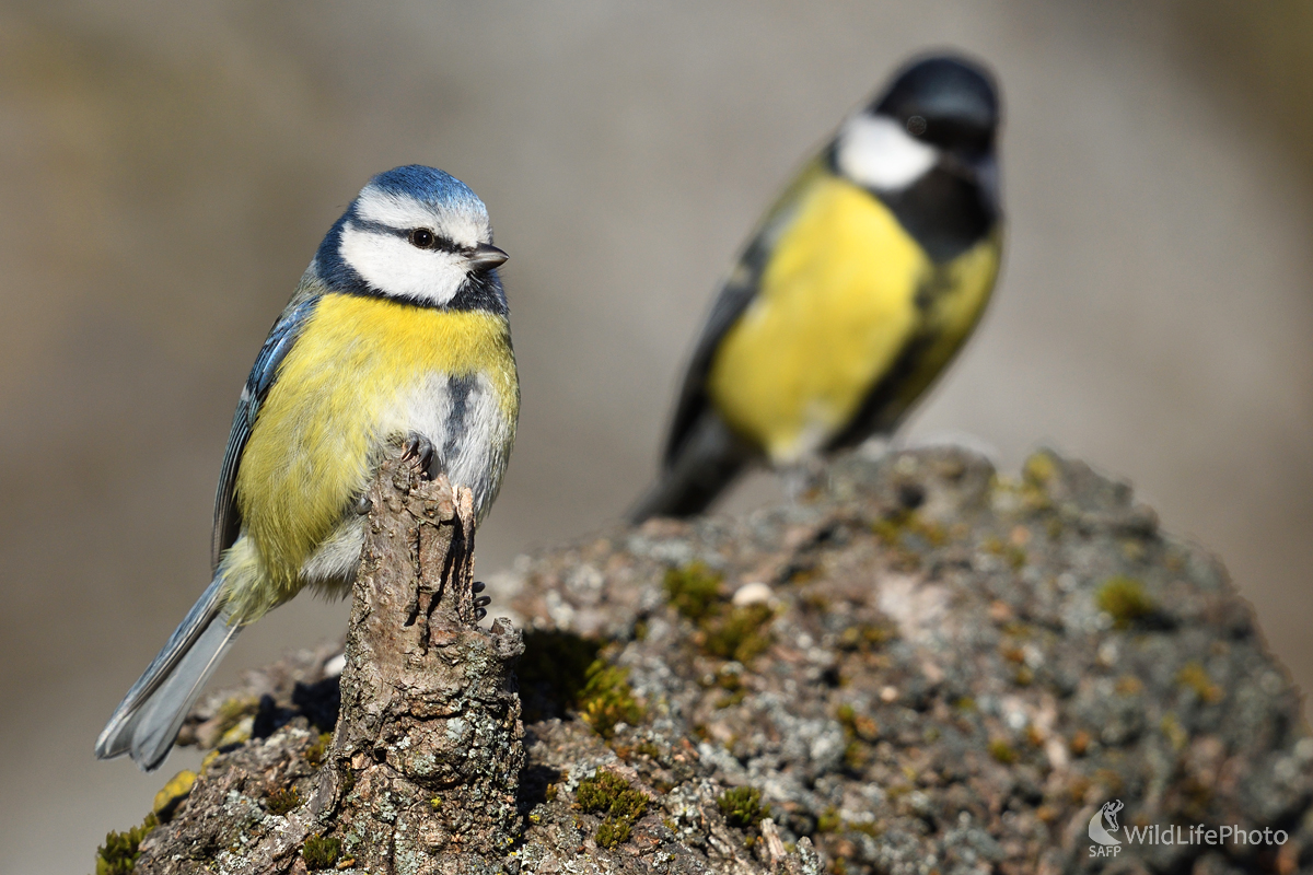 V bratislavskej záhrade (Marian Zelina)