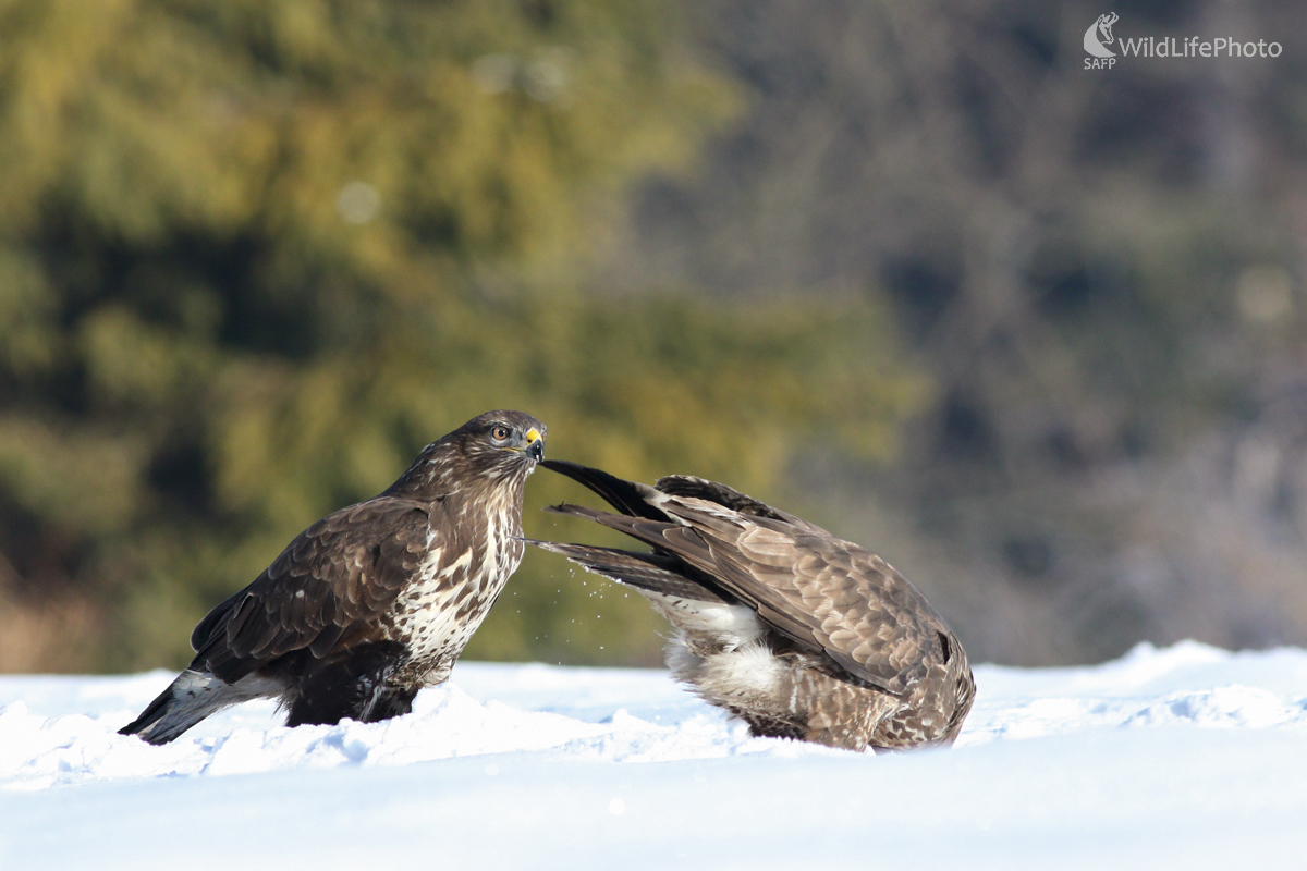 Myšiak lesný (Buteo buteo) (Michal Stoklasa)