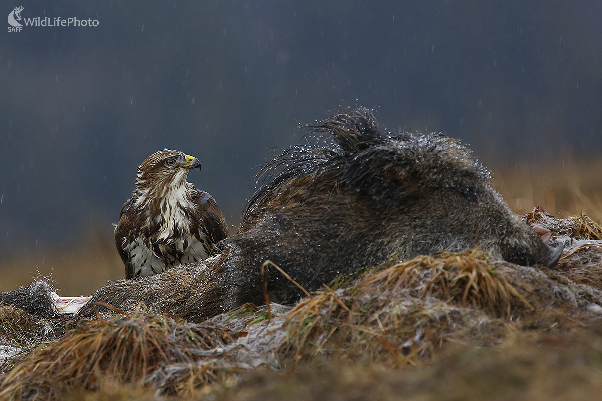 Myšiak (Ivan Godál)