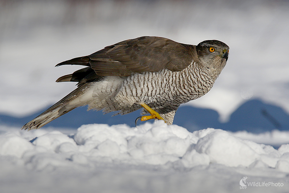 Jastrab lesný (Dominik Kalata)