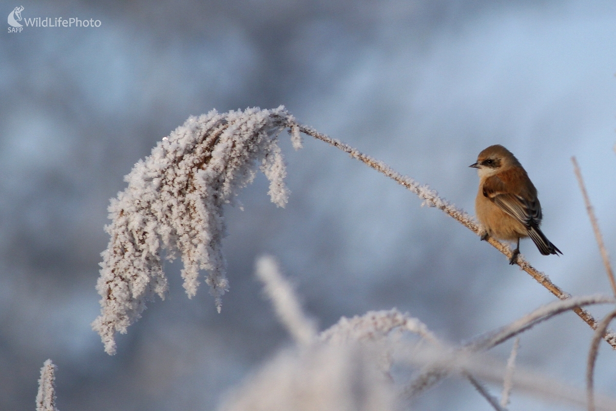  Kúdeľníčka lužná (Remiz pendulinus) (Martin Šabík)