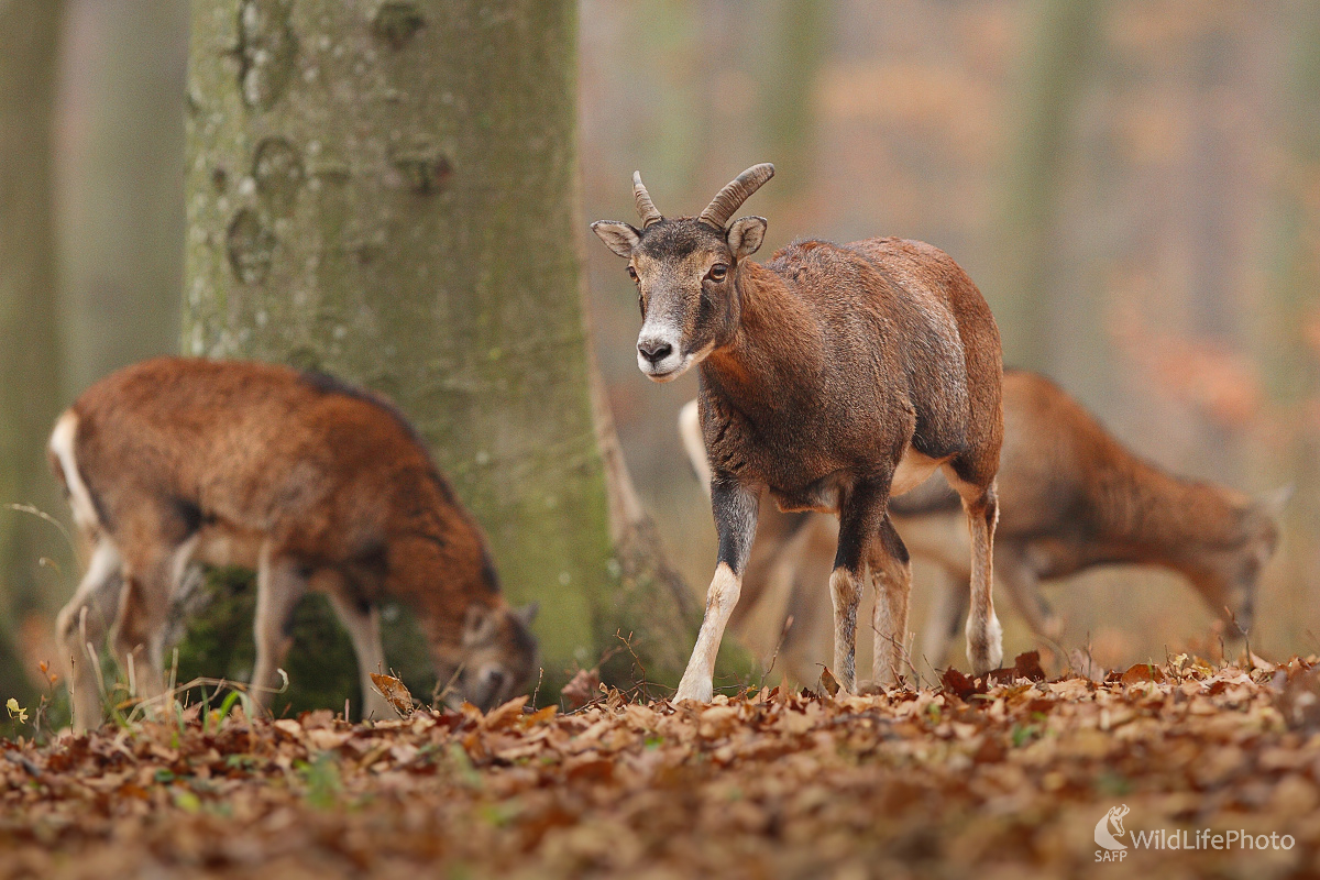 Muflóny ... (Marián Jamrich)
