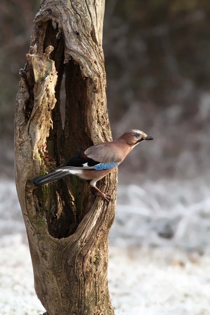 Sojka škriekavá (Garrulus glandarius) (Martin Šabík)
