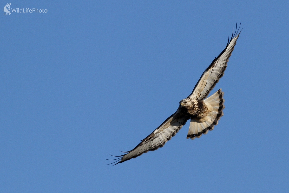  Myšiak severský (Buteo lagopus) (Martin Šabík)