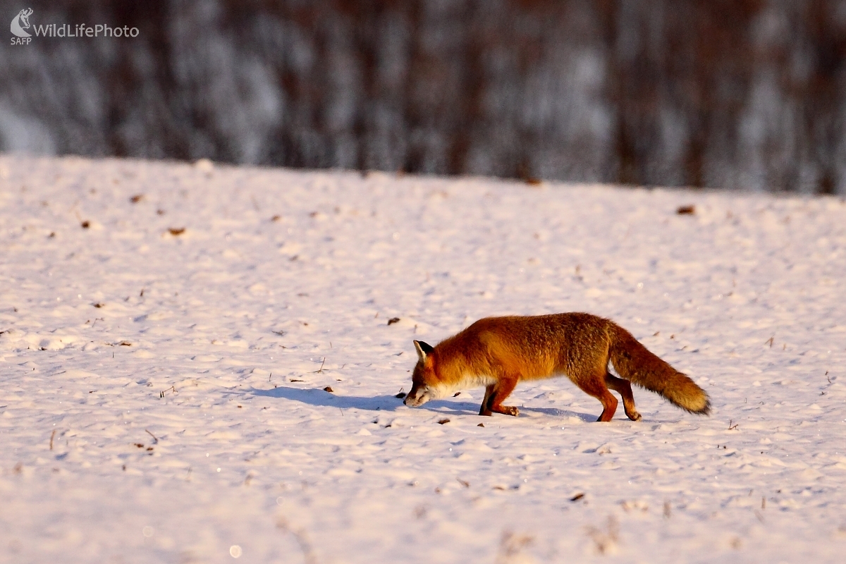 Zasneženou krajinou (Vladimír Vician)