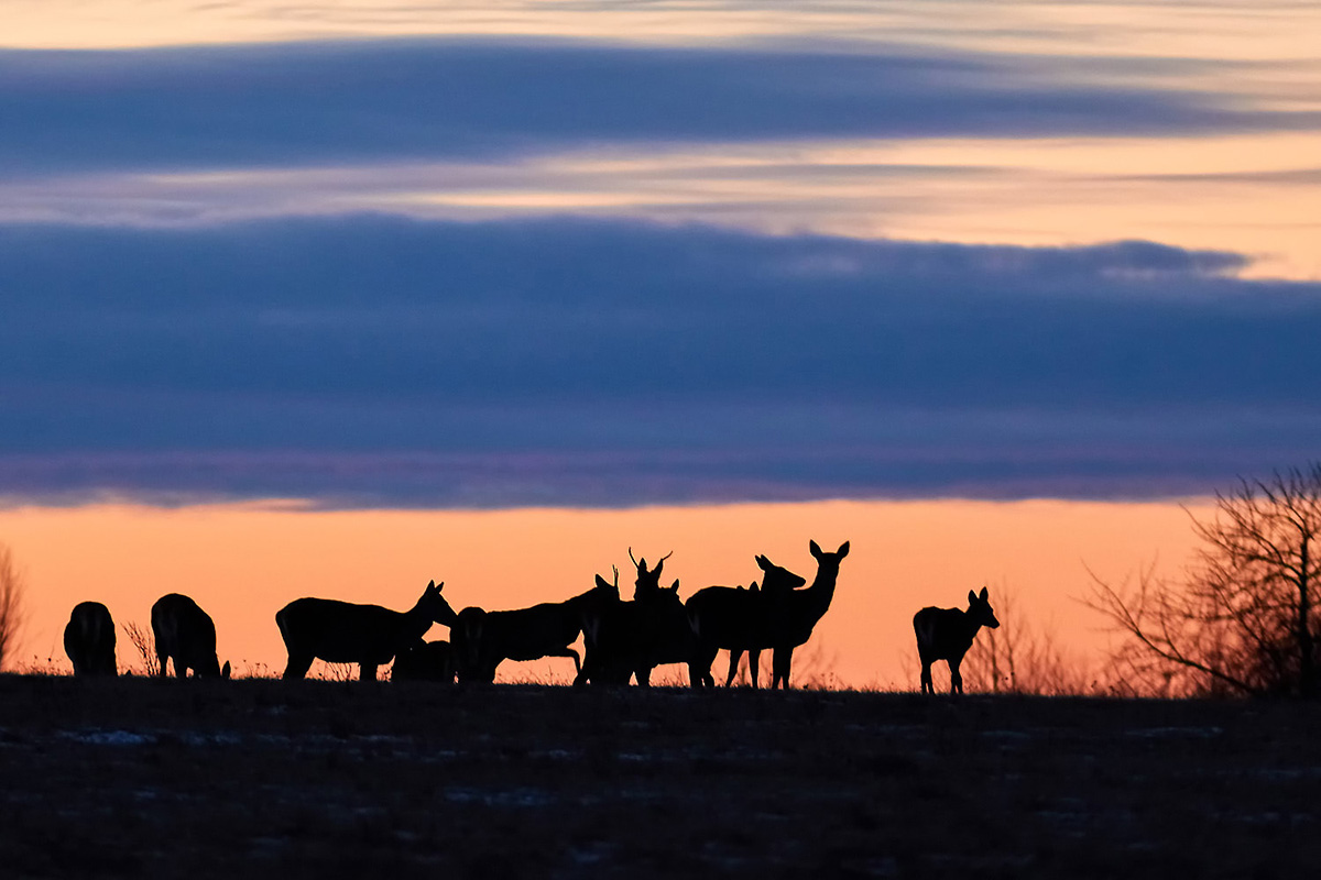 Zimný podvečer (Ivan Teplan)