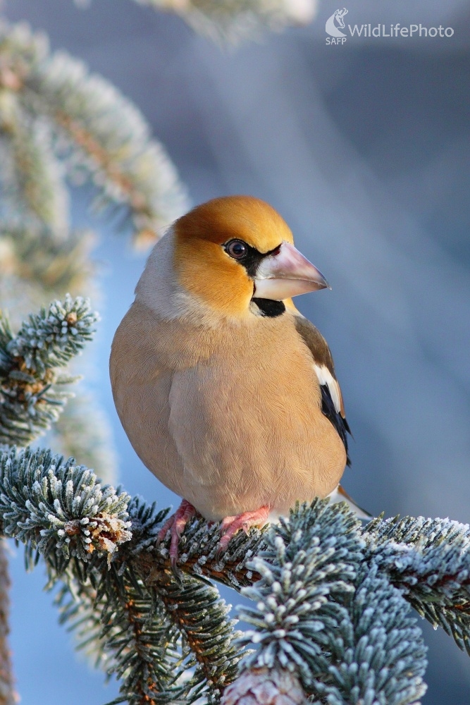 Glezg (Vladimír Michalec)