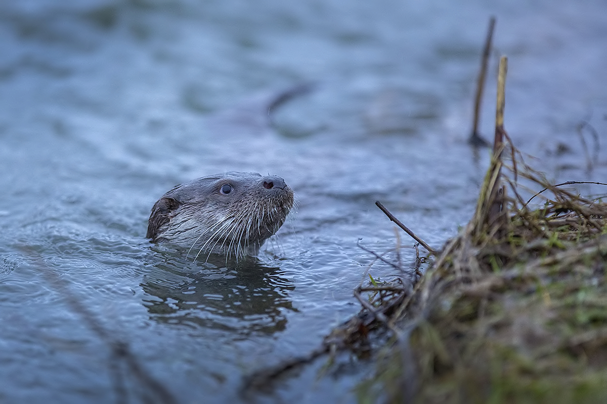 Vydra riečna (Ivan Godál)