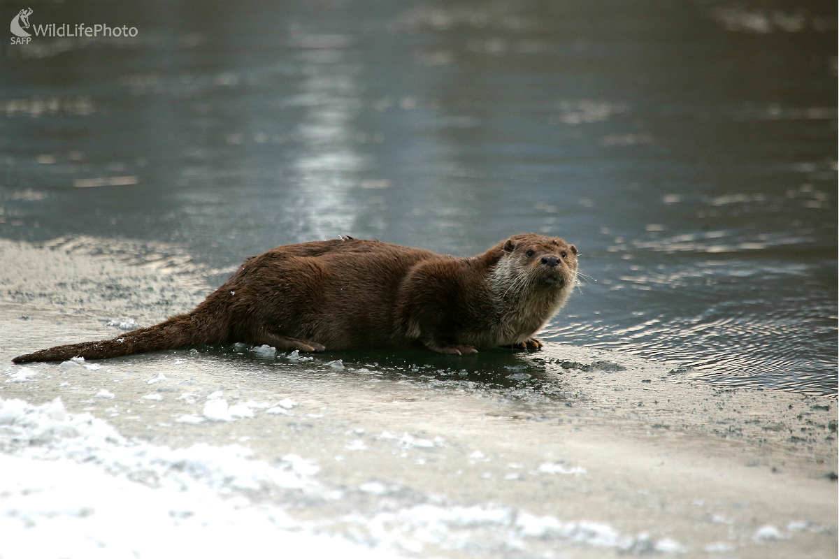 Babička    (Pavol Bukovan)