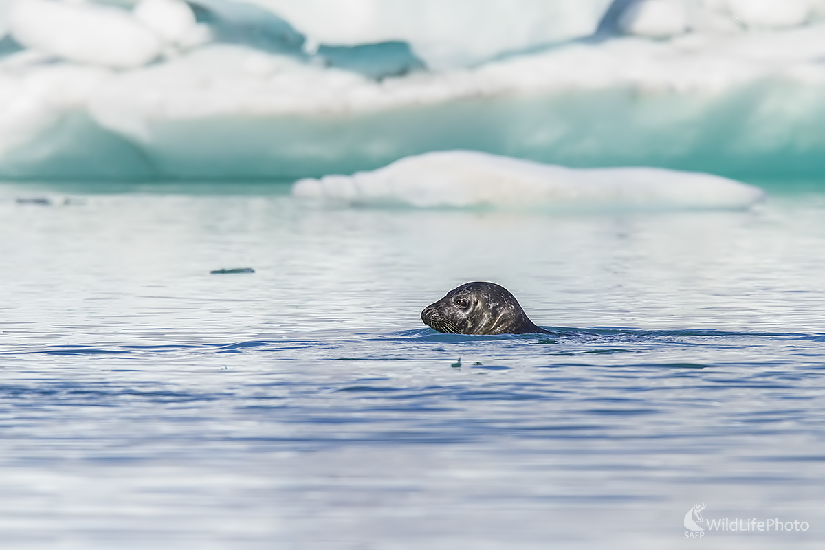 Tulaň (Ivan Godál)