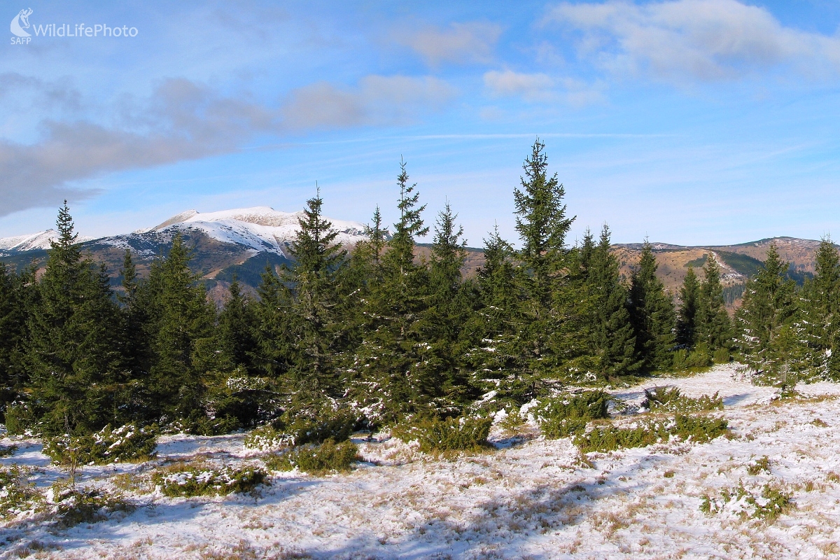 Ďumbier z Beňušky (Michal Žec)