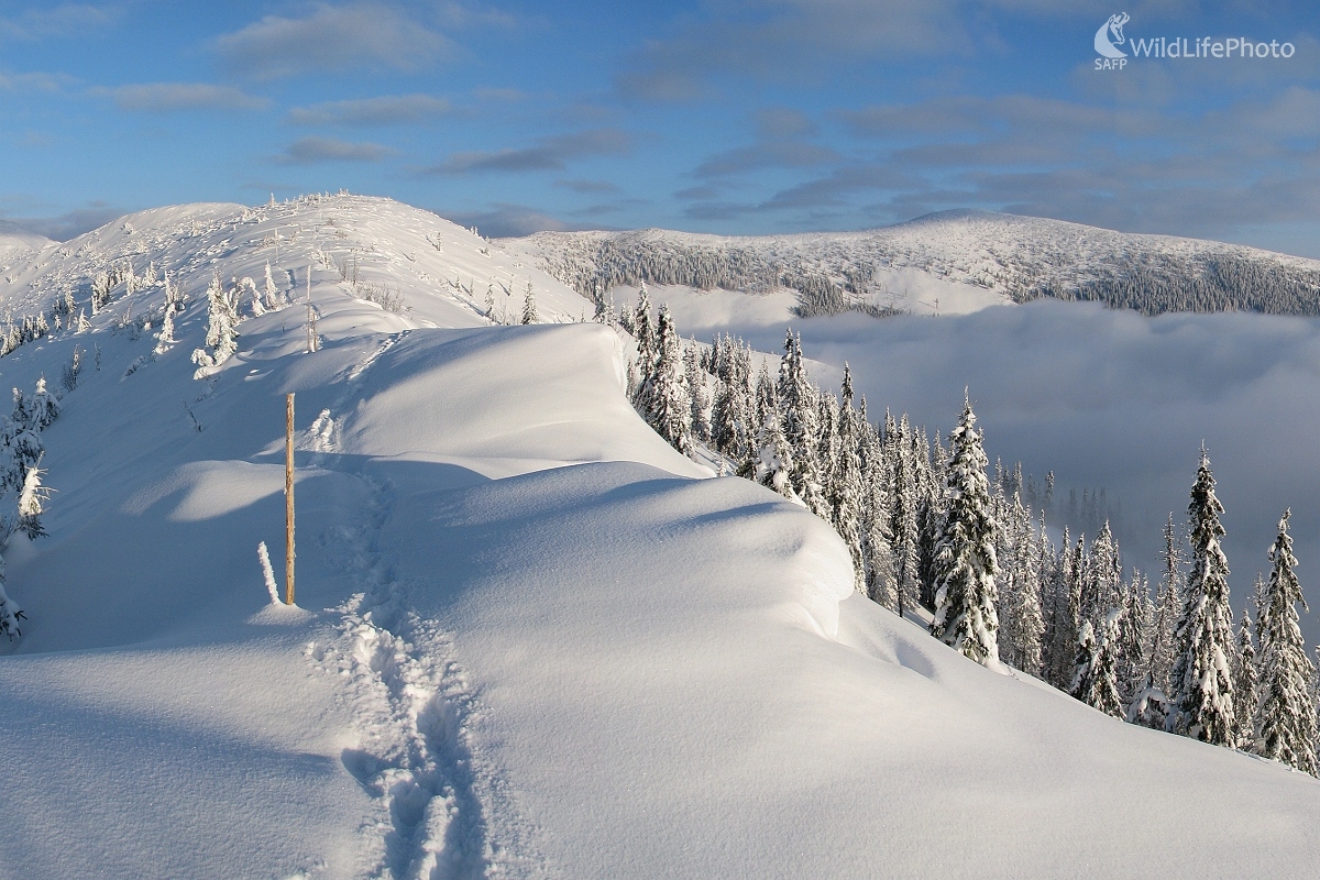 Po zvieracej stope... (Michal Žec)