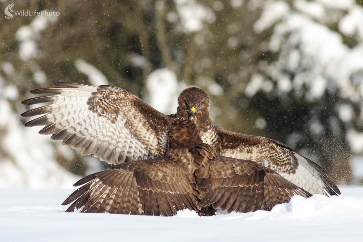 Dostaneš za ucho ... (Michal Stoklasa)