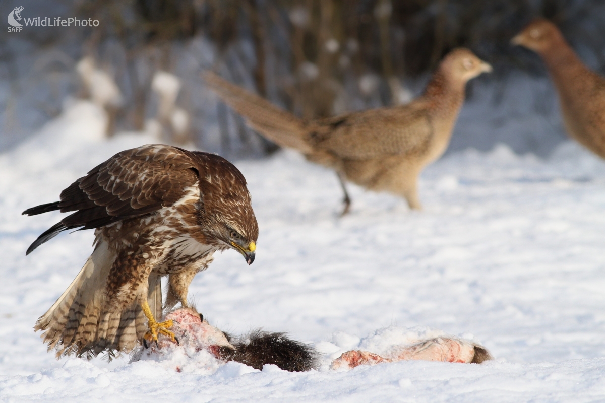 Myšiak lesný (Buteo buteo) (Martin Šabík)