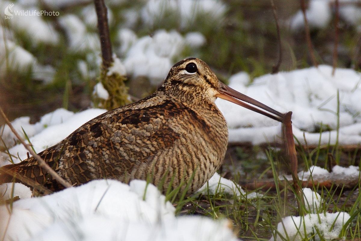 Posol jari (Stanislav Harvančík)