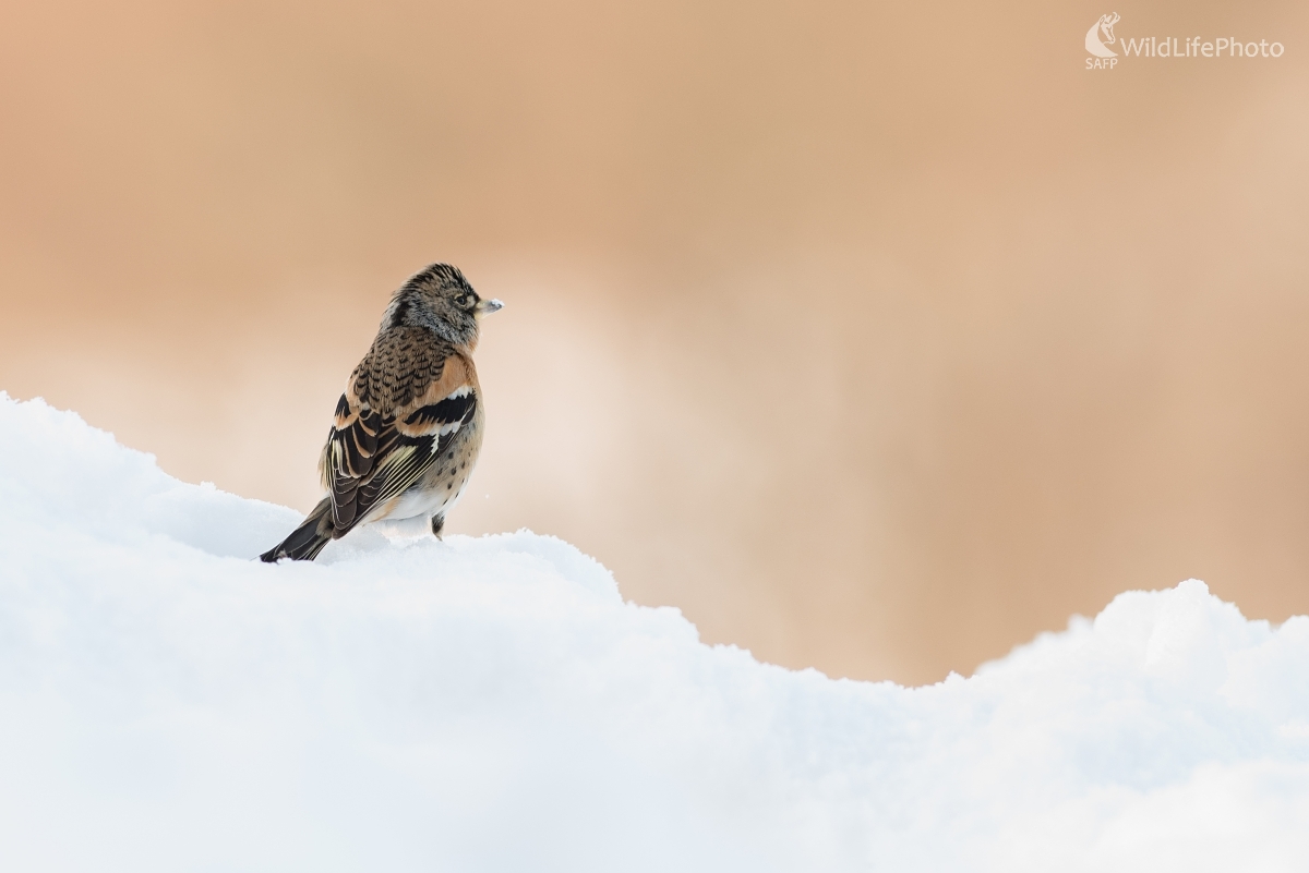 Ako doma (Ľubomír Ondráško)