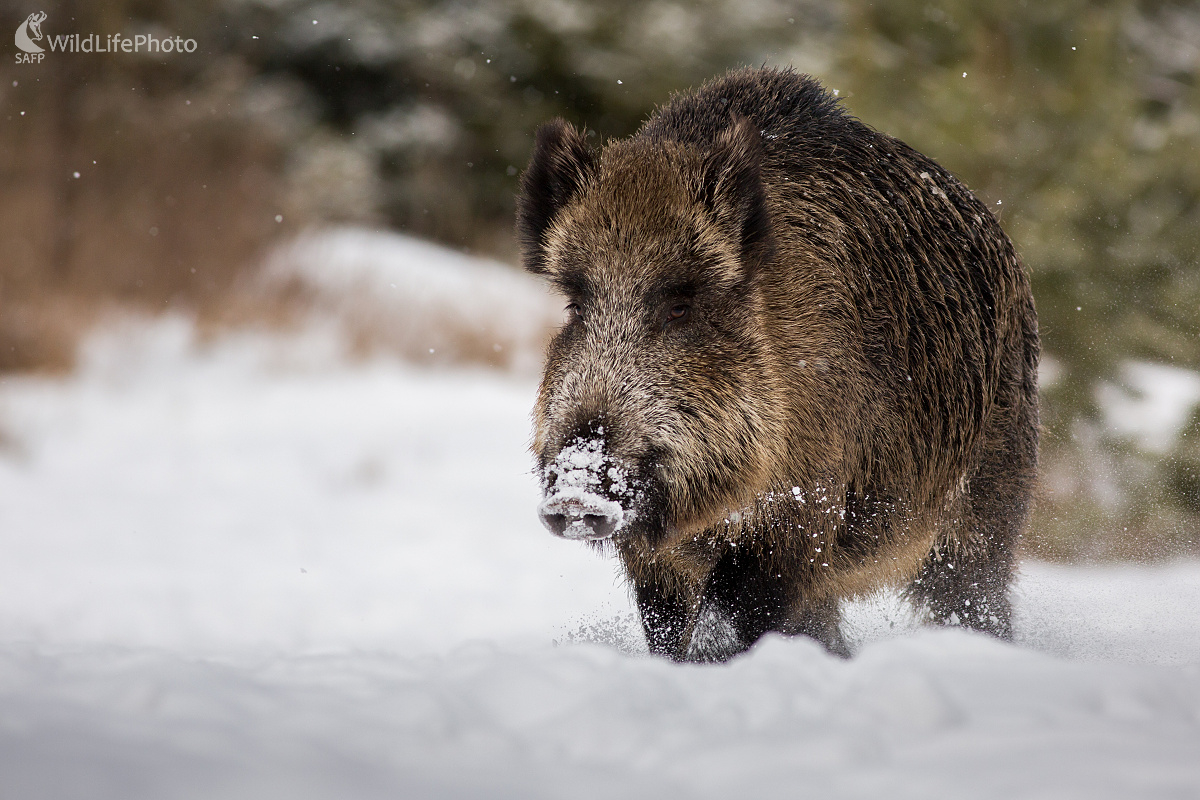 Zimná (Ladislav Dzivjak)