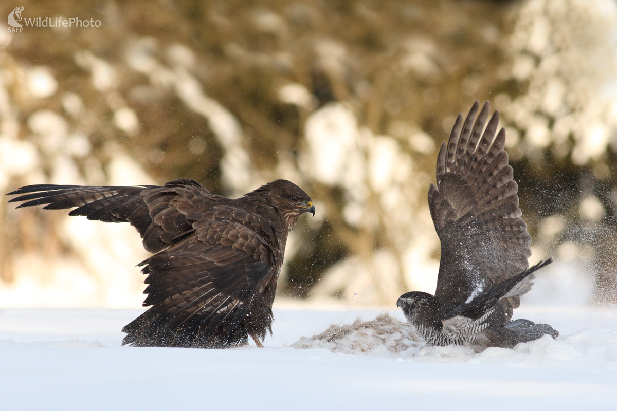 Súboj (Michal Stoklasa)