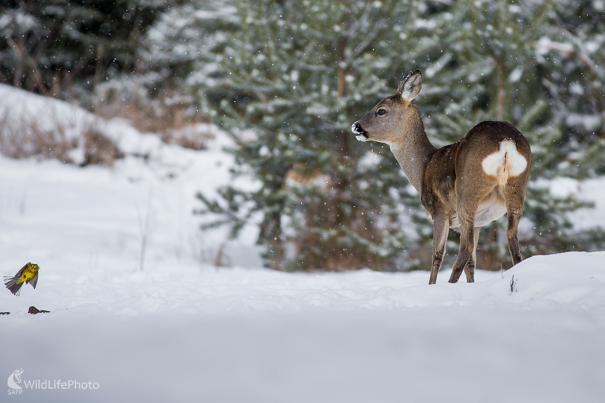 V zimnej atmosfére (Ladislav Dzivjak)