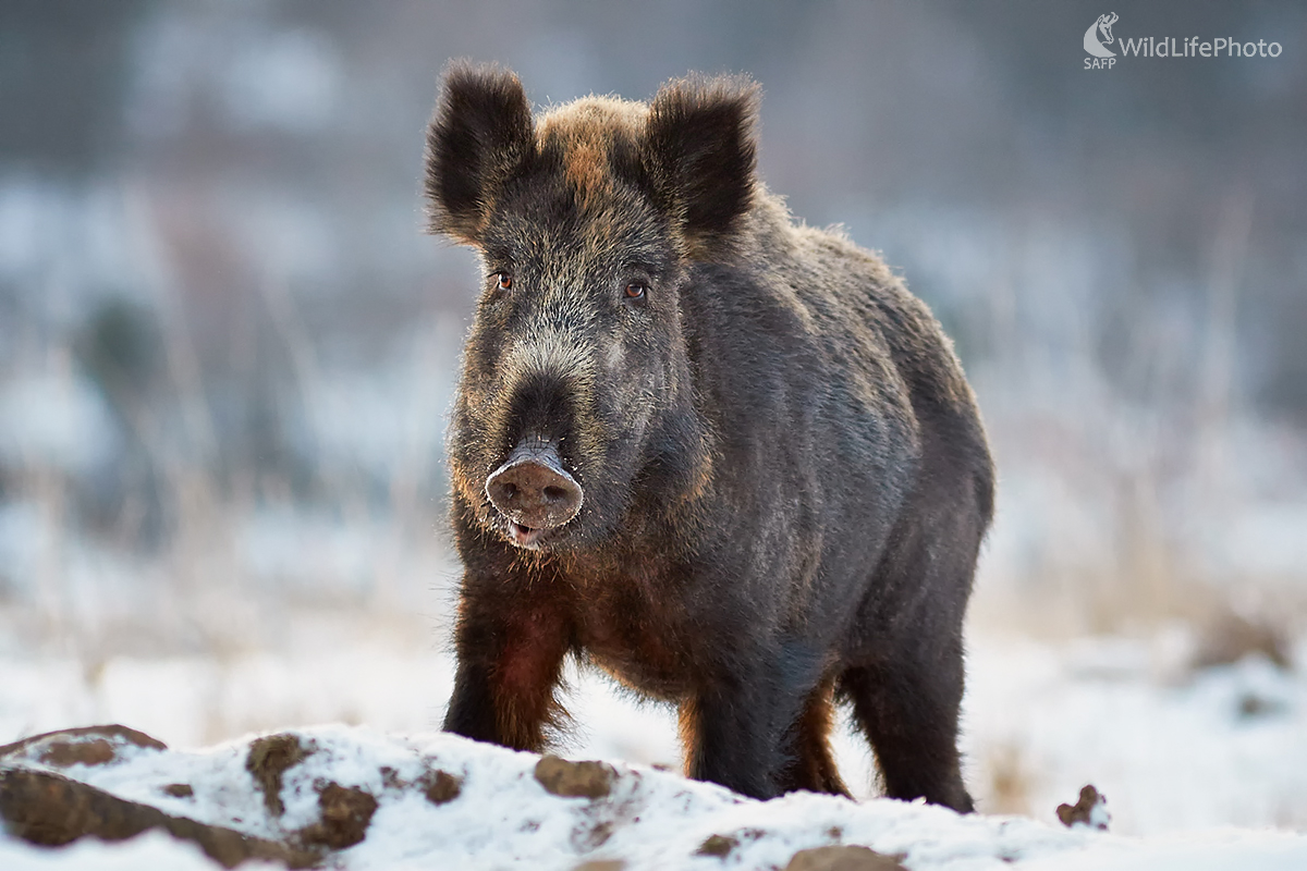Diviak lesný (Ivan Teplan)