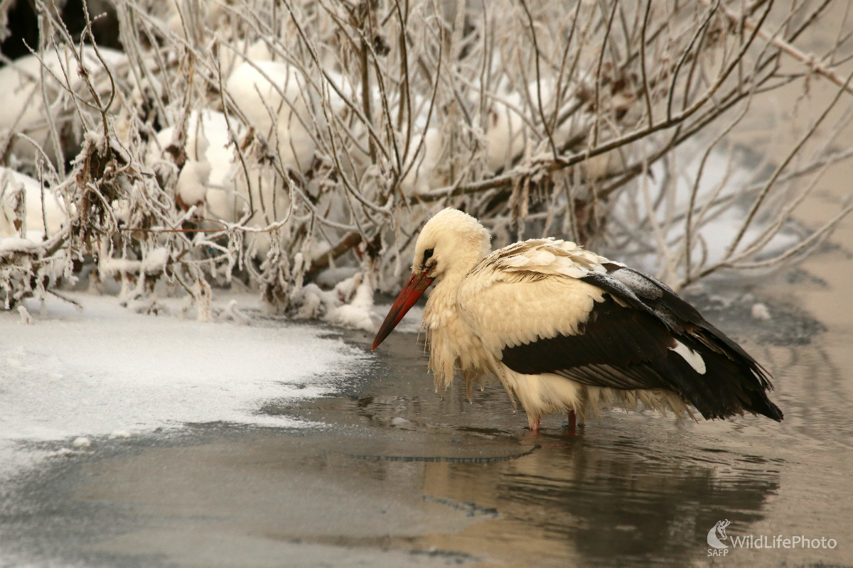 Keď je 7 január (Pavol Bukovan)