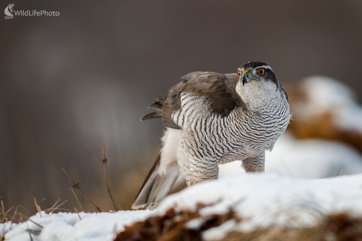 Jastrab (Ľubomír Ondráško)