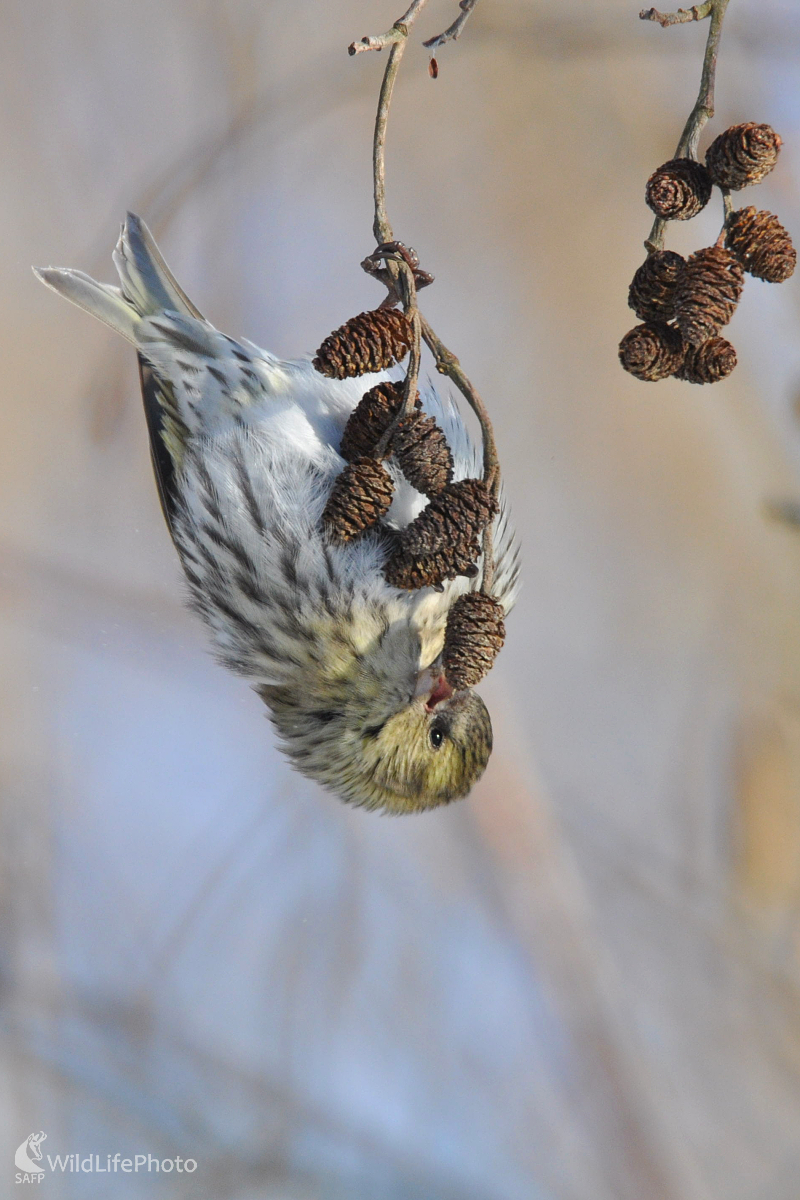 Dole hlavou (Milan Čierny)