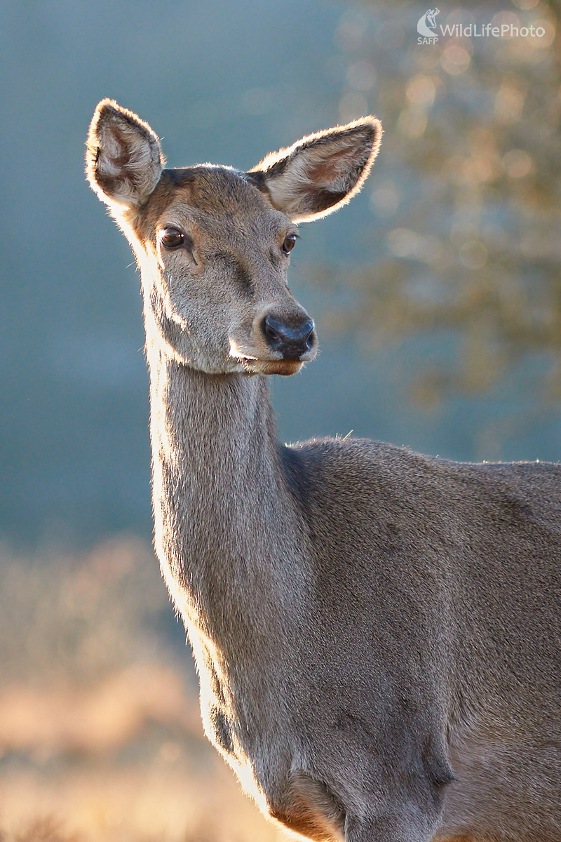 Jelenica (Ivan Teplan)