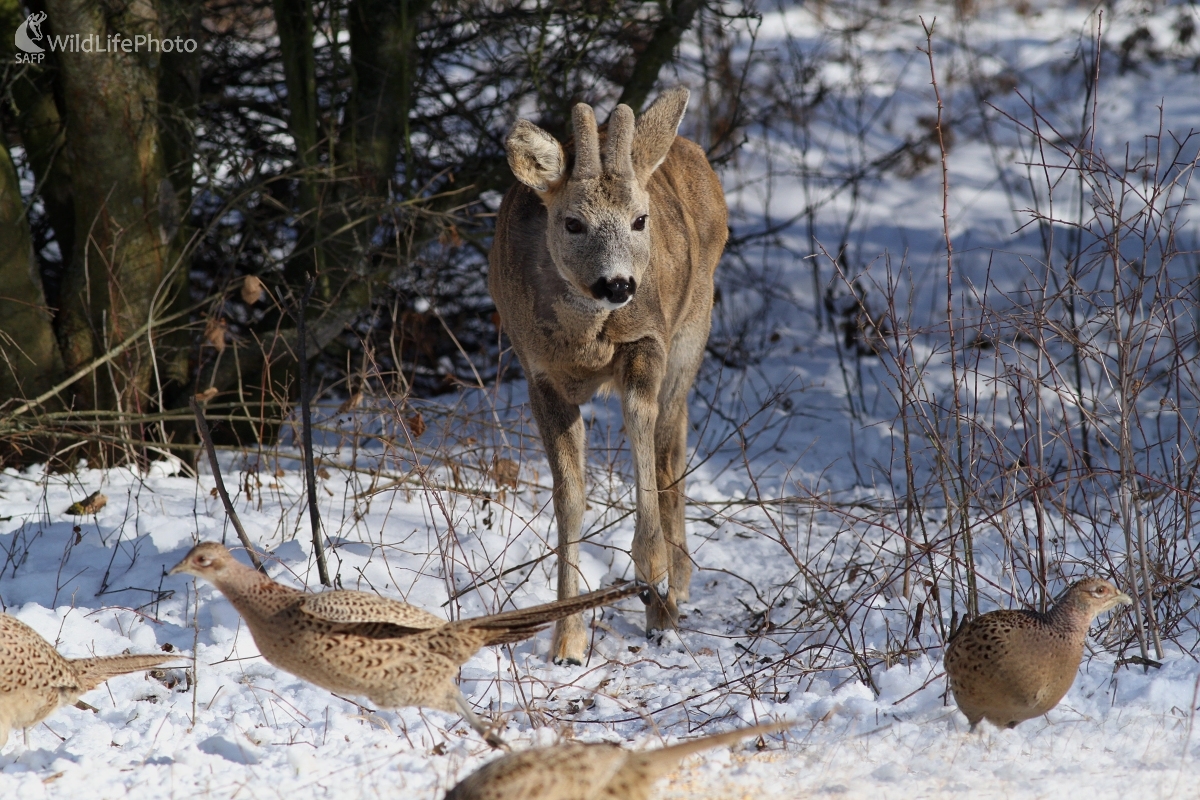 Pozor idem ja (Martin Šabík)