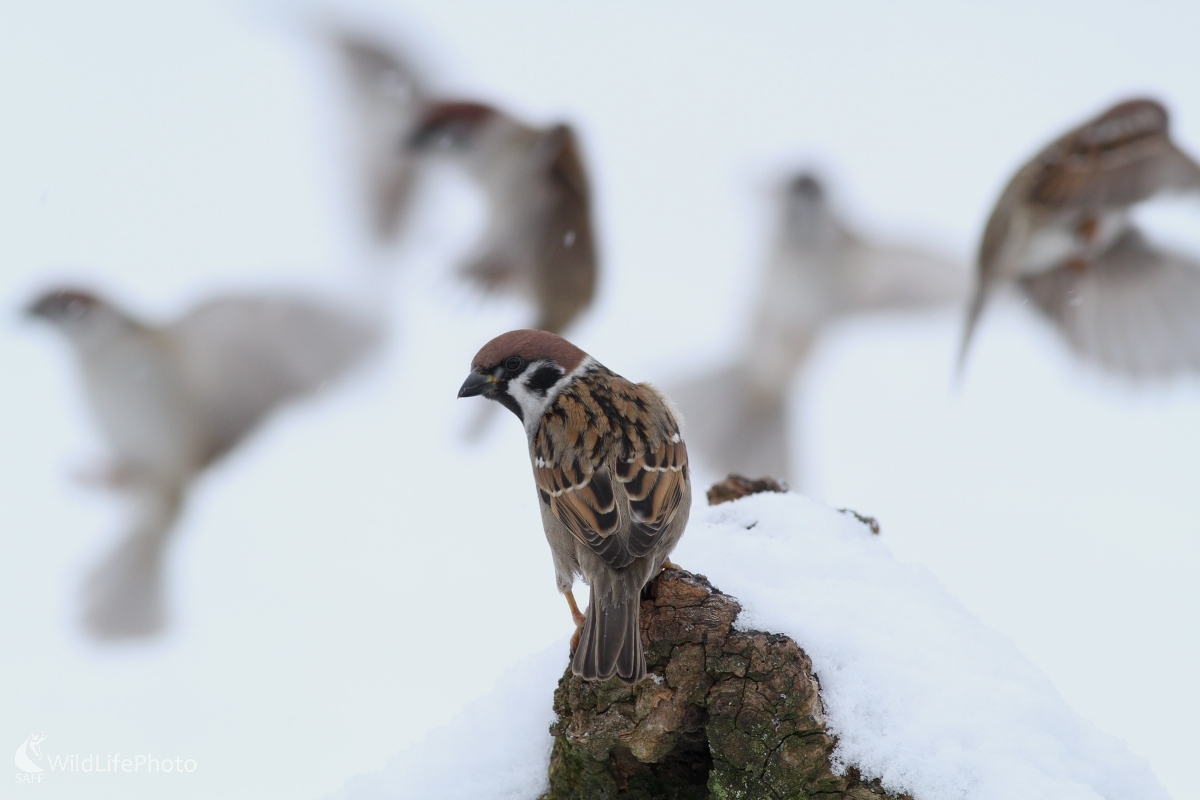 Vrabec poľný (Passer montanus)  (Martin Šabík)