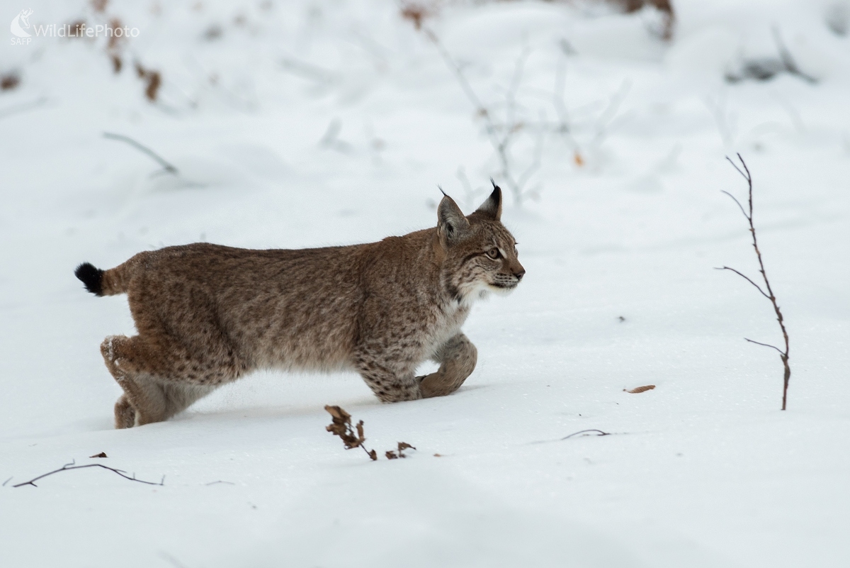 Rýchlo preč! (Ľubomír Ondráško)