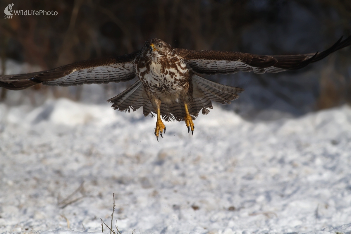 Myšiak lesný (Buteo buteo) (Martin Šabík)