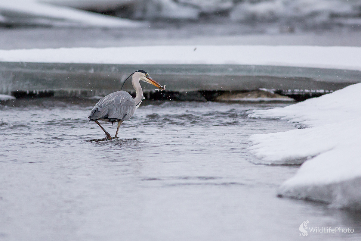 Lovec ľadových vôd (Ladislav Dzivjak)