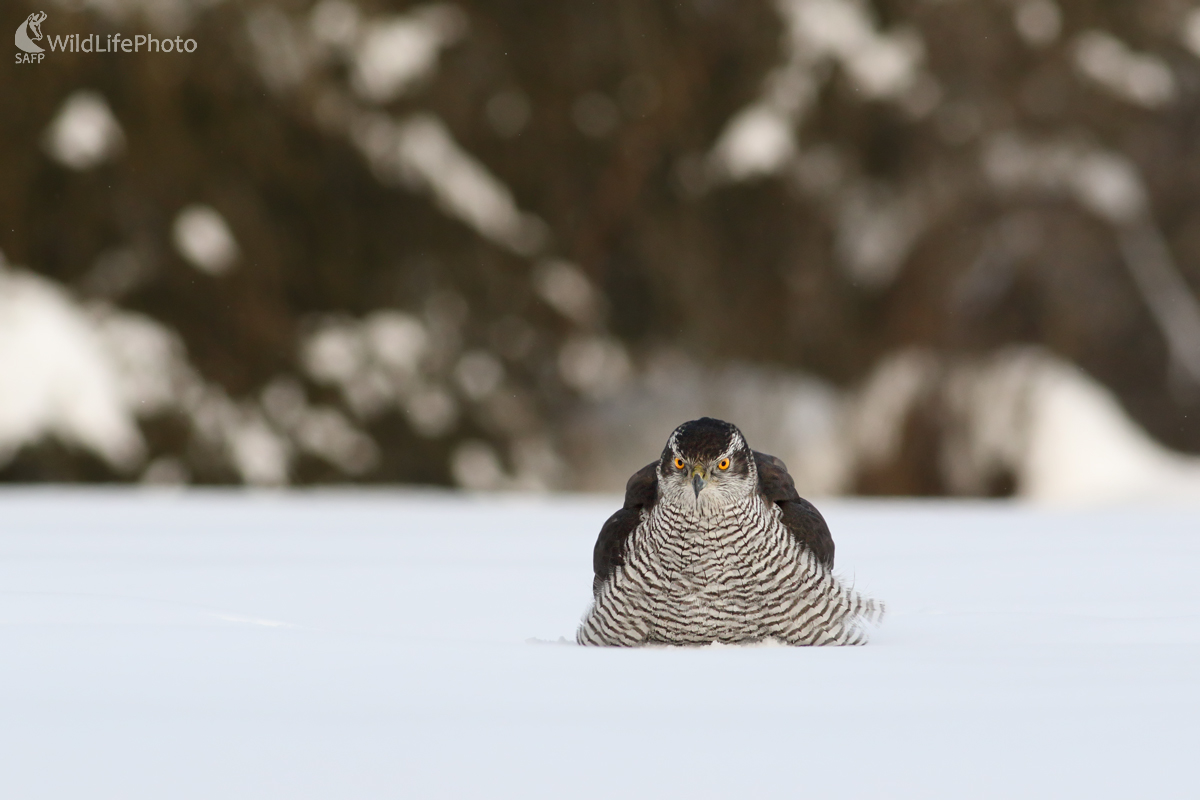 Nasrdený (Michal Stoklasa)