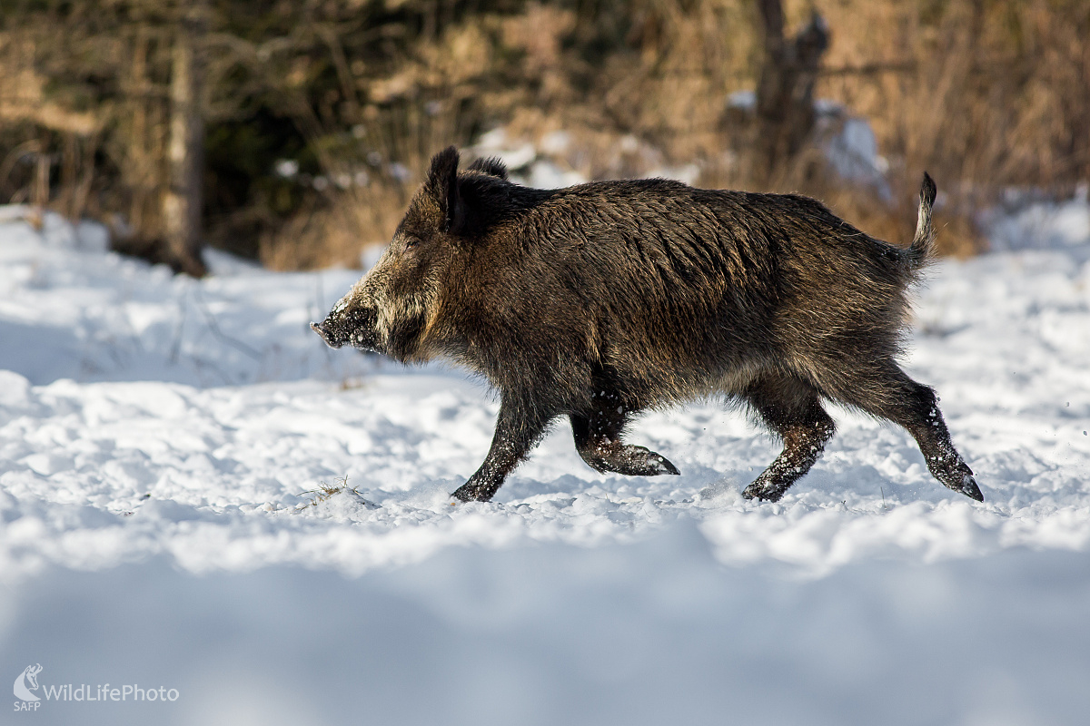 Behajúci horechvost (Ladislav Dzivjak)