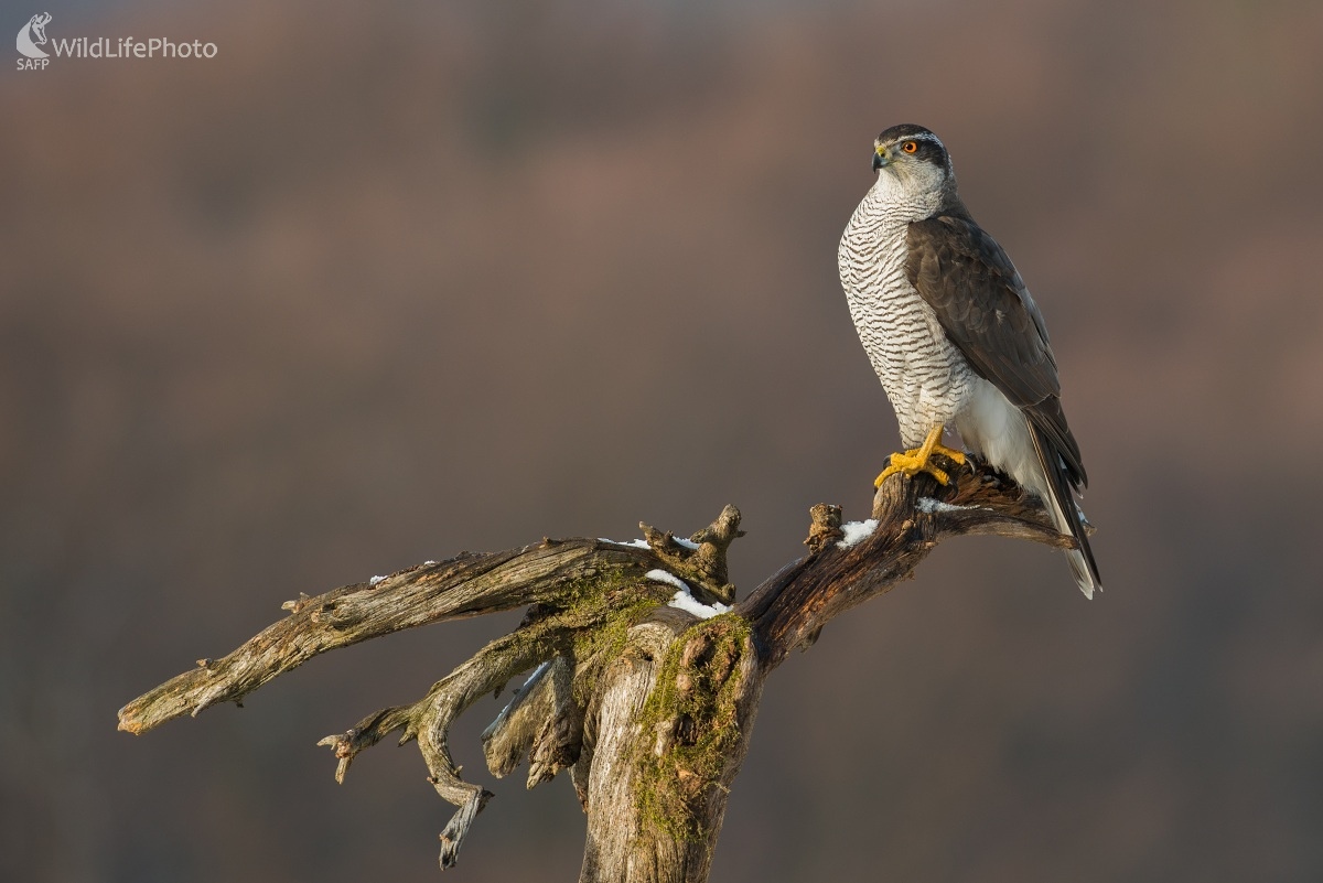 Jastrab (Ľubomír Ondráško)