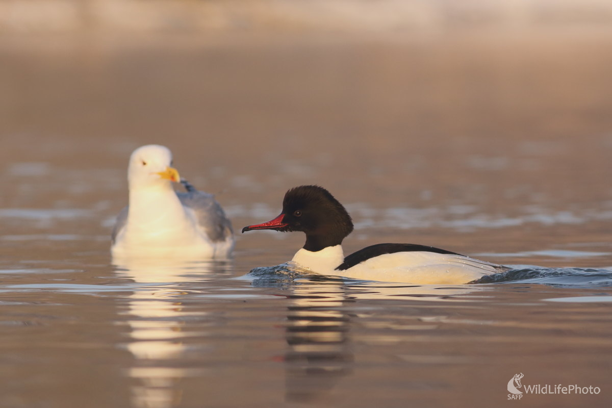 Ty si sa tu kde vzal? (Jaroslav Šubjak)