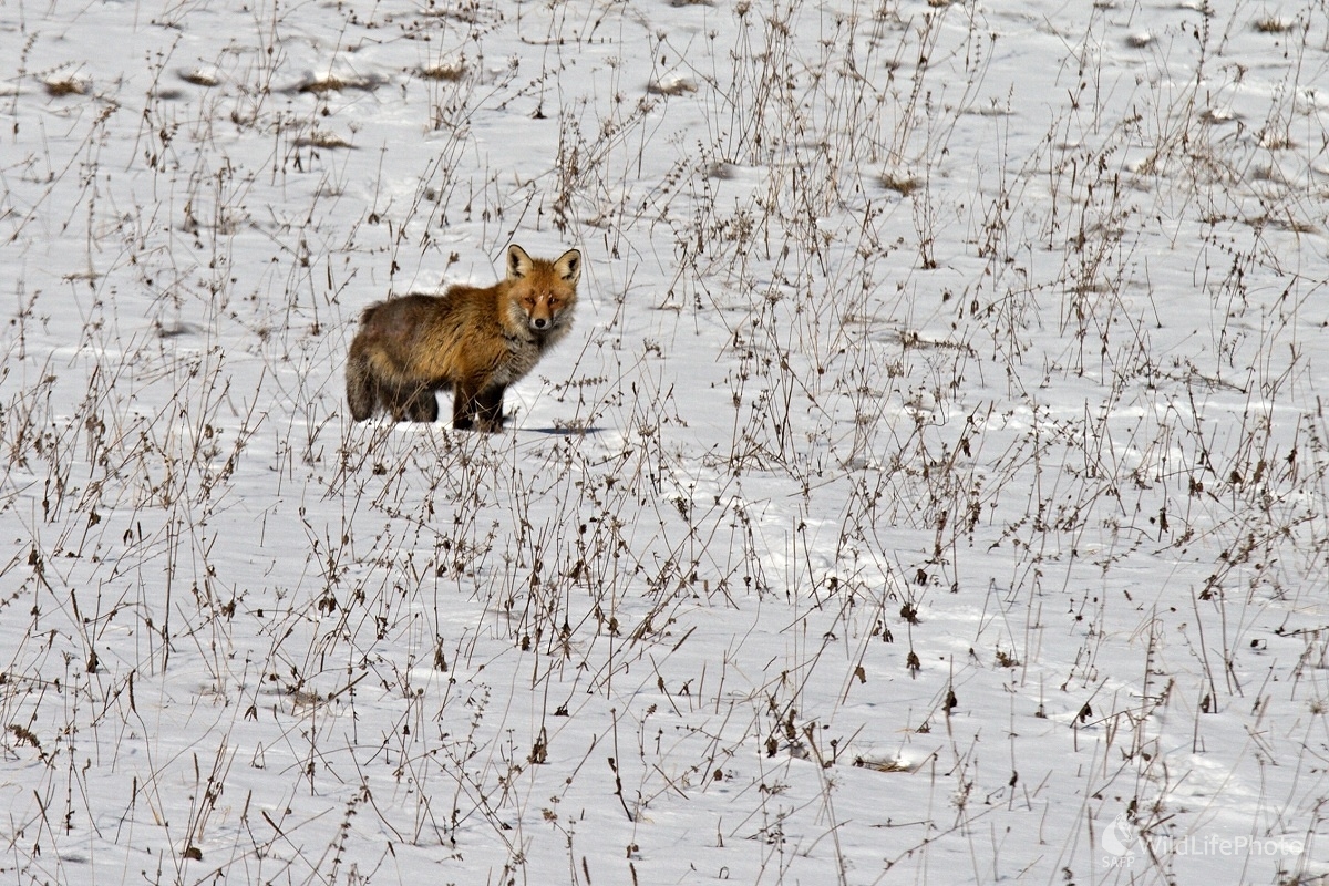 Na lúke (Maroš Detko)