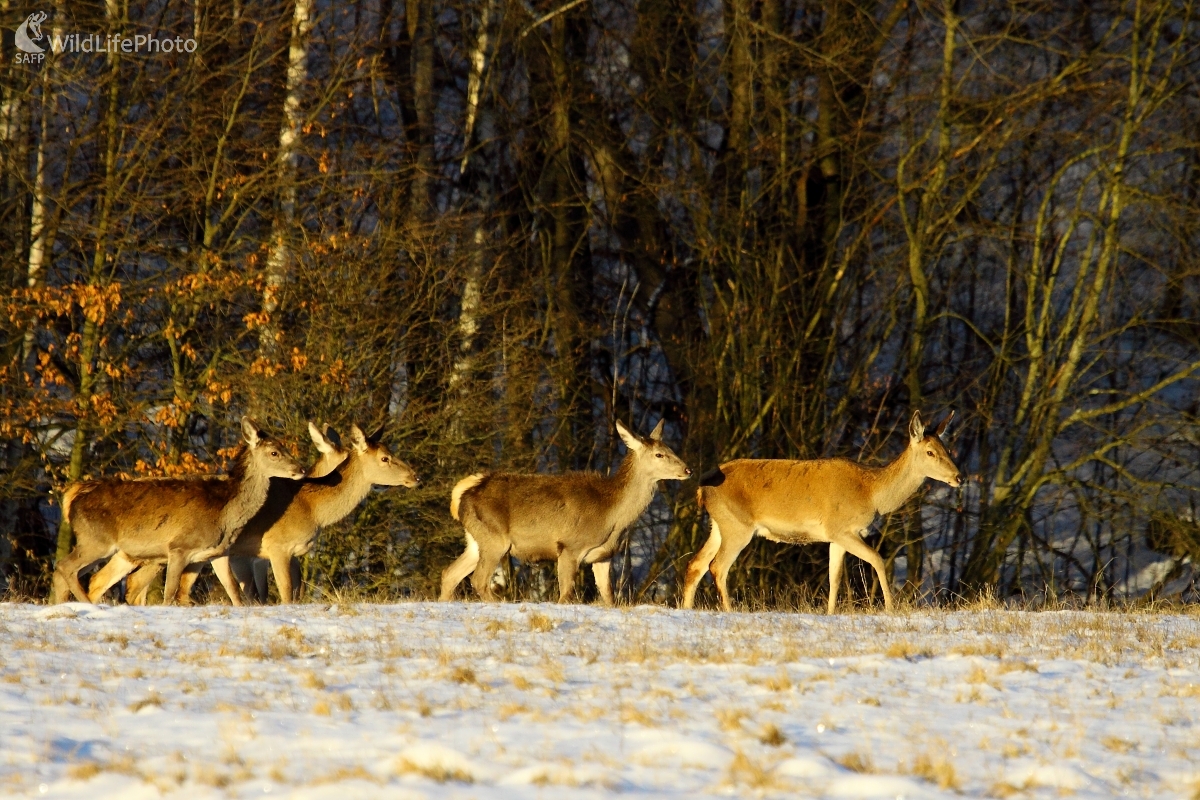Za rána (Vladimír Vician)