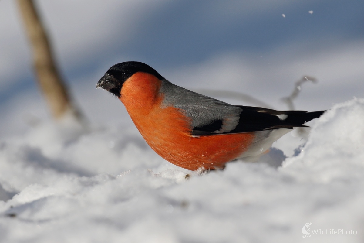 Hýľ (Vladimír Michalec)