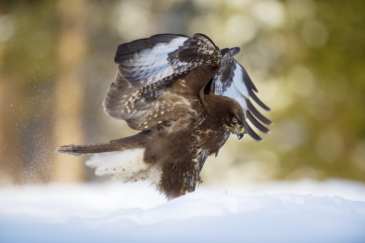 Prílet do posledných lúčov (Dušan Majerník)