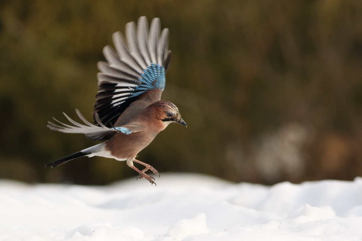 Sojka (Michal Stoklasa)