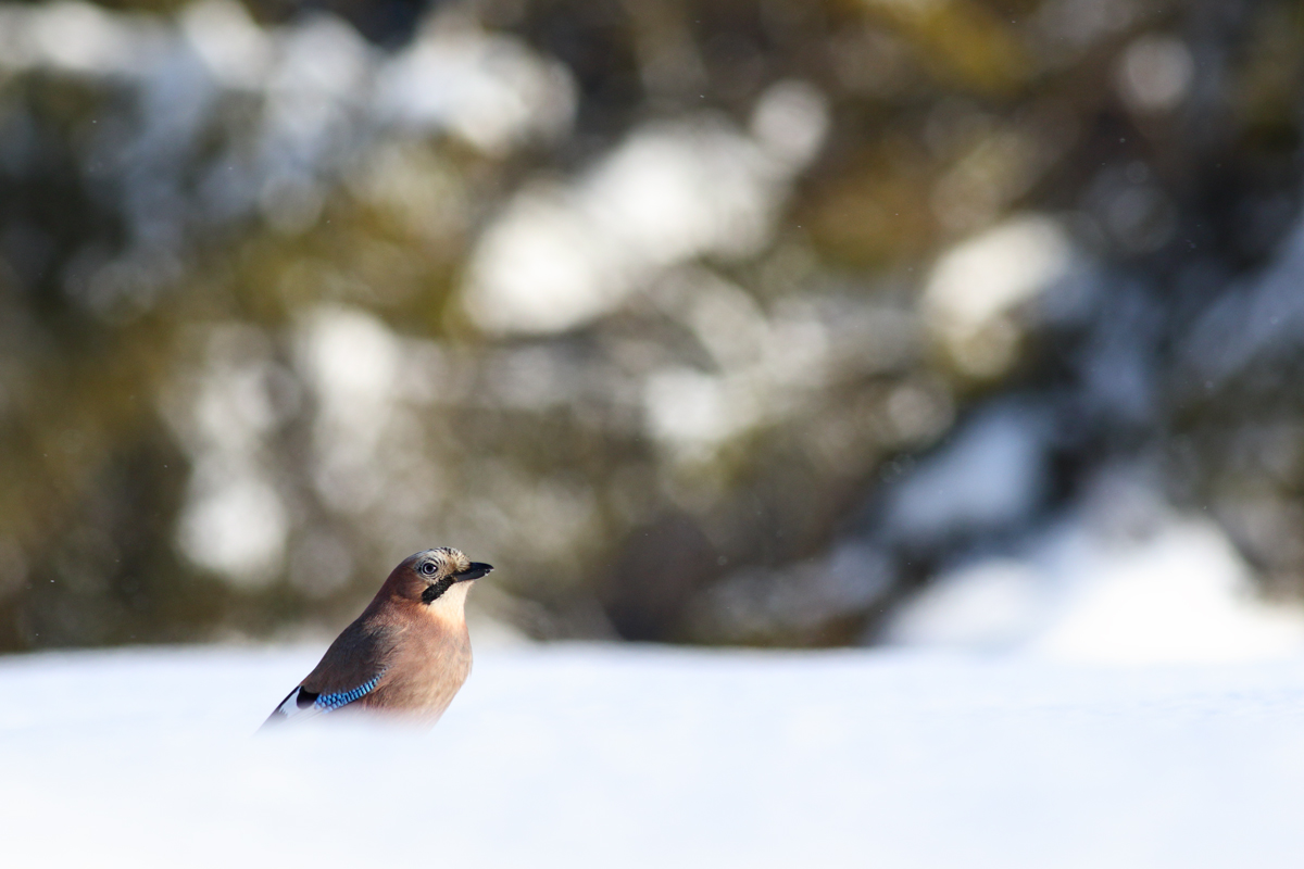 Sojka škriekavá (Michal Stoklasa)