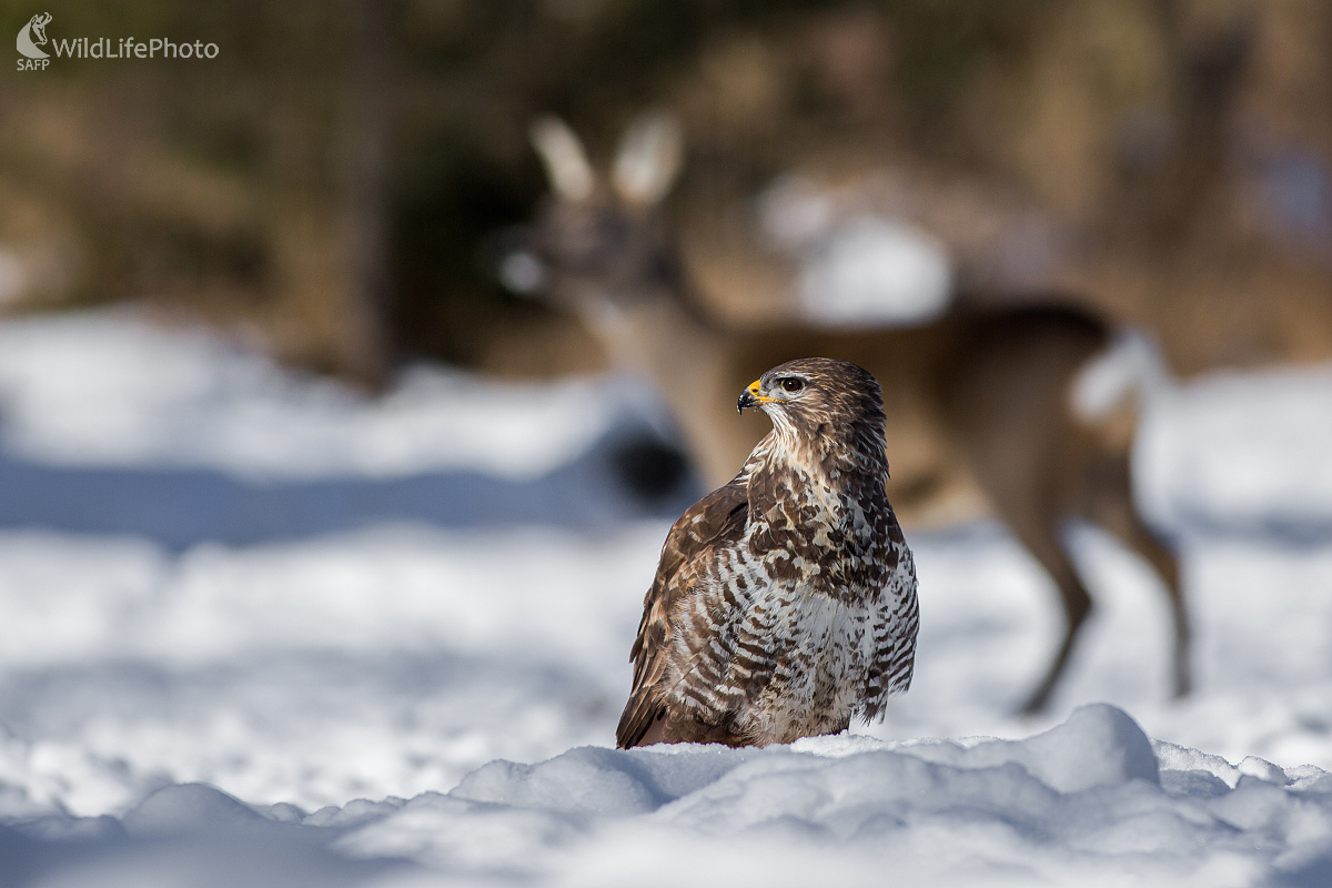 Duo (Ladislav Dzivjak)