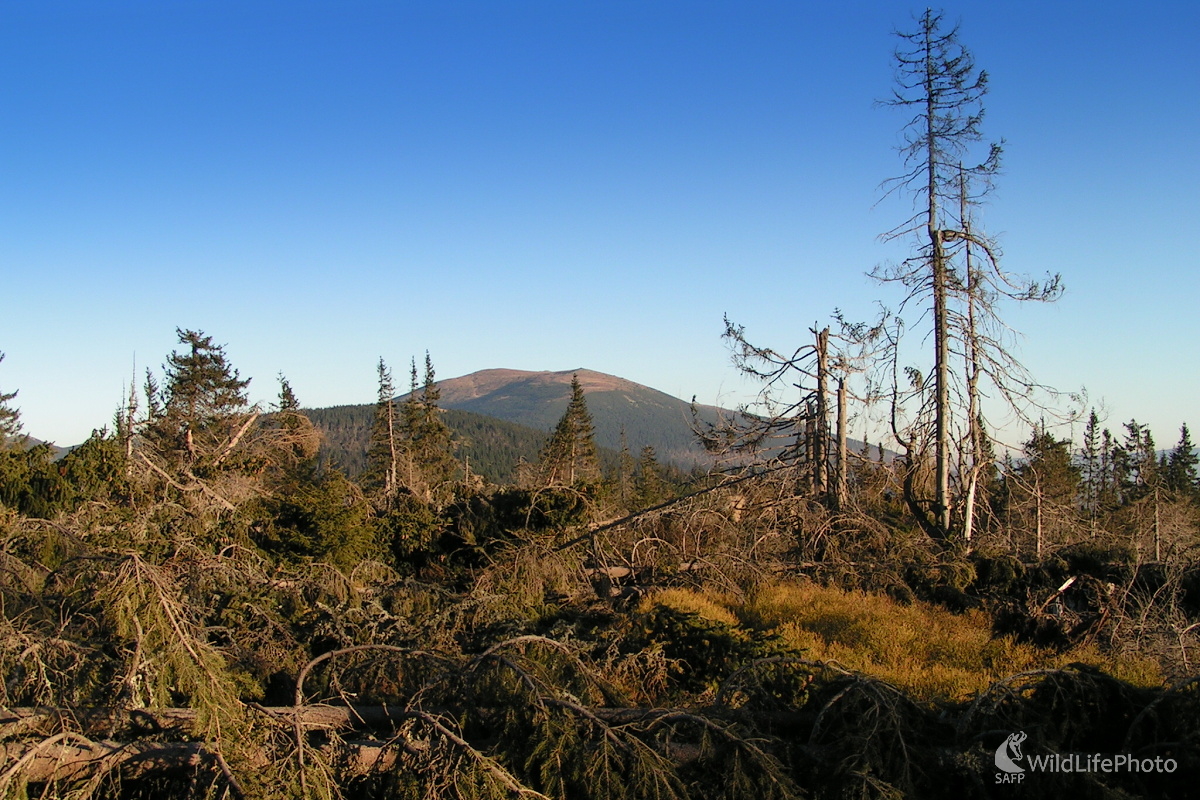 Po víchrici... (Michal Žec)