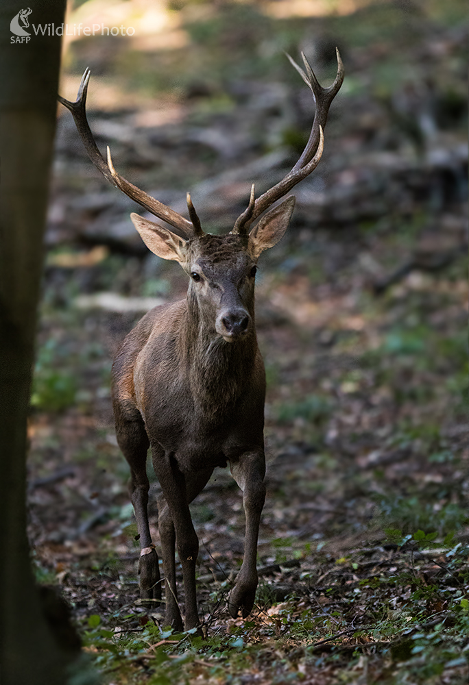 Nádejný (Erik Vondra)