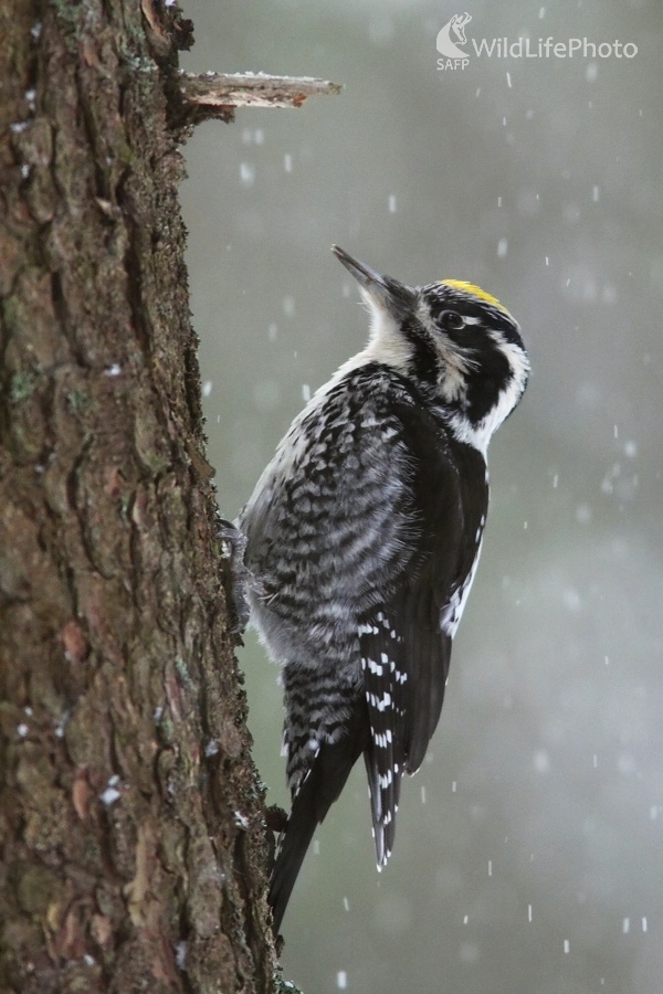 Ďubník (Vladimír Michalec)