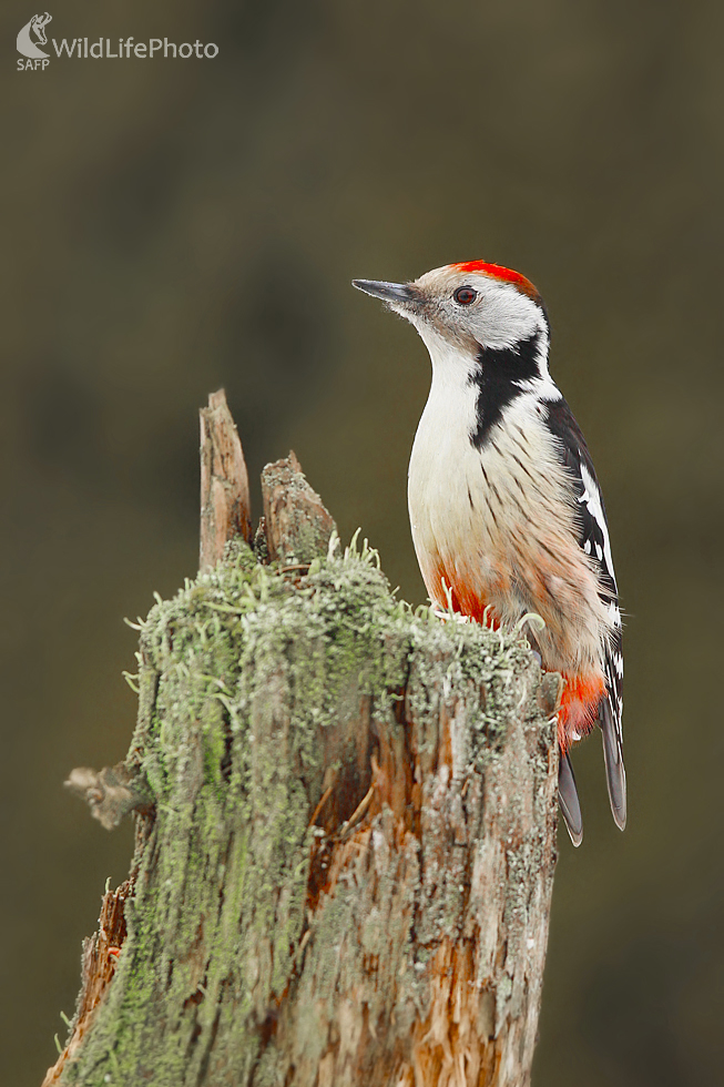Ďateľ prostredný (Dominik Kalata)