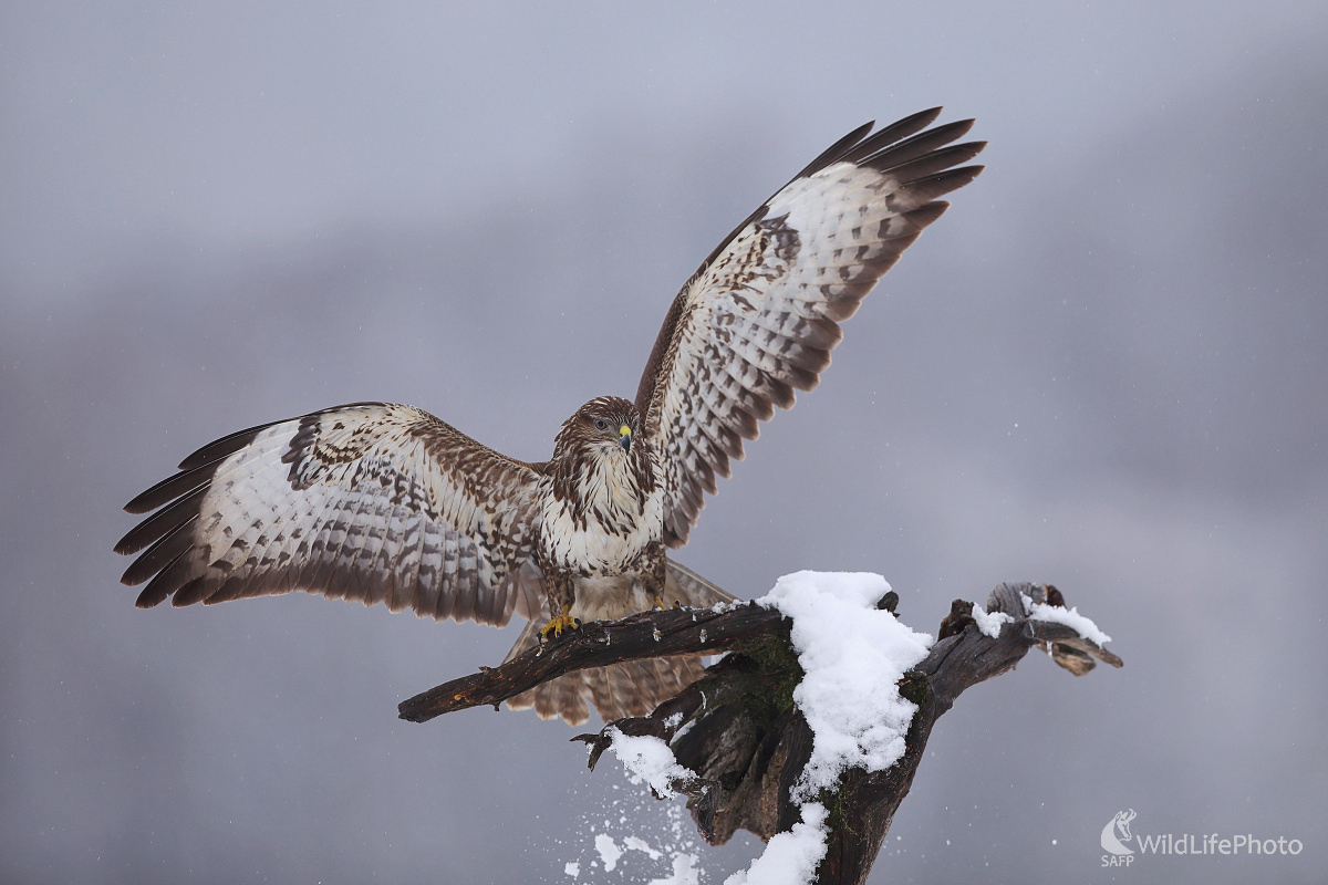 Ladné  pristátie (Marián Jamrich)